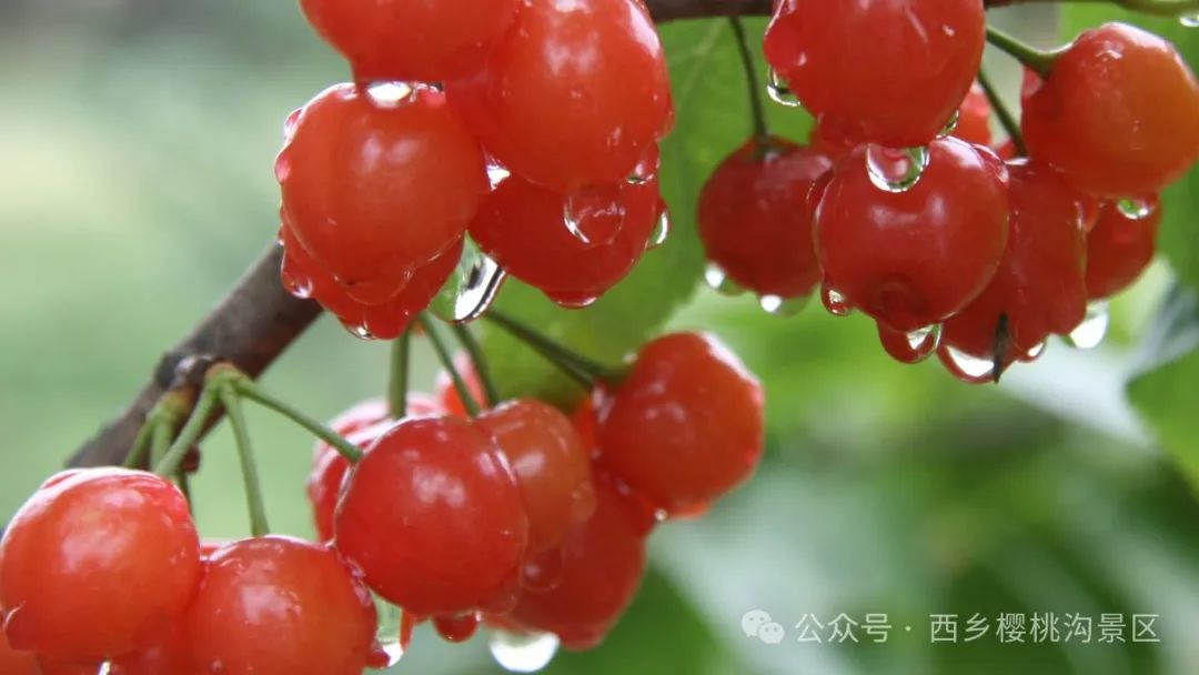 “櫻”你而來，“桃”你歡喜！西鄉(xiāng)櫻桃即將上市！