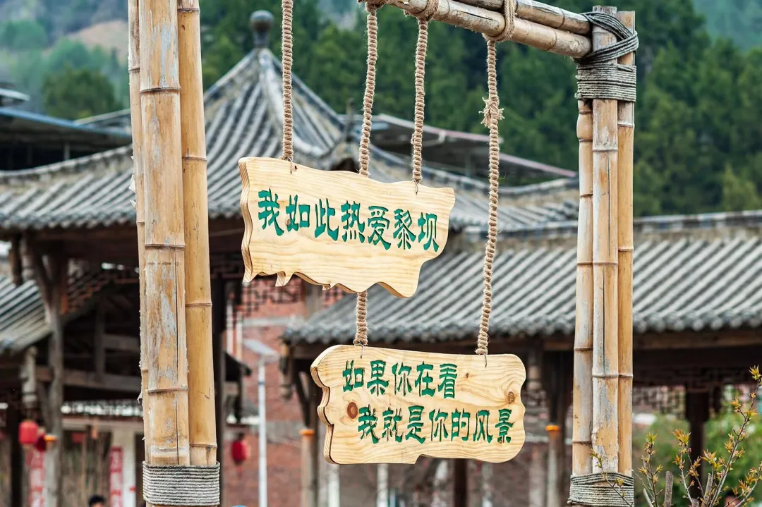 清明打卡黎壩，看《風(fēng)起巴山》，賞限定花海