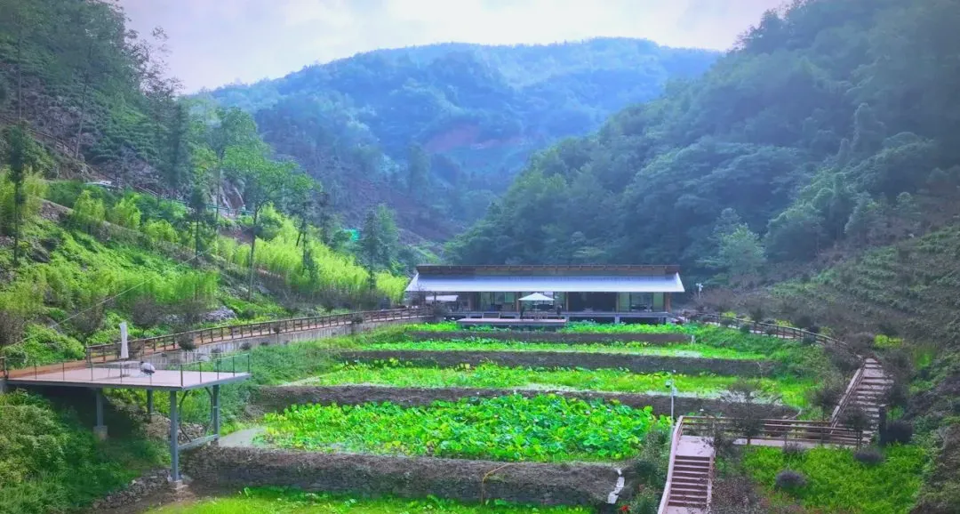 茶旅新地標！楮溪源景區(qū)帶你開啟茶旅融合新體驗！