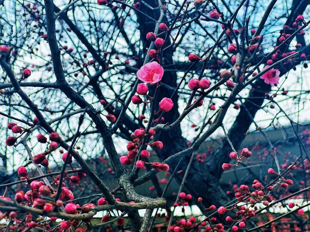 春日預(yù)報！漢臺街頭一大波花卉強勢來襲
