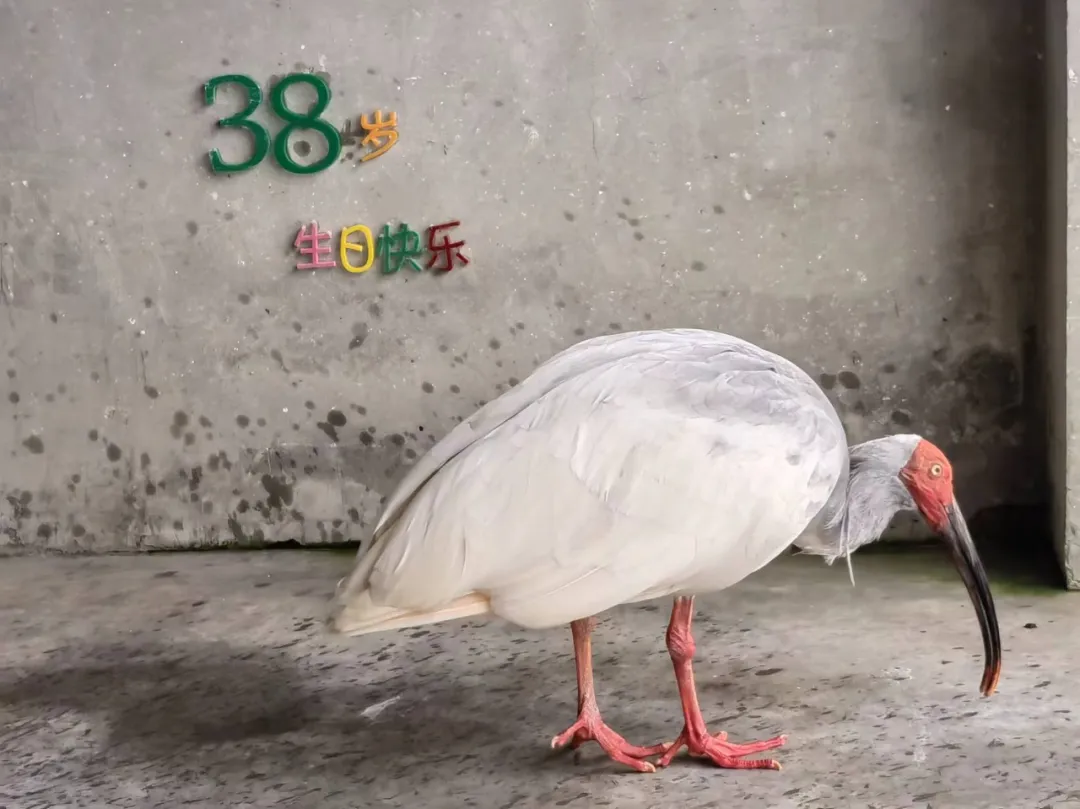 今年首只！在漢中破殼！