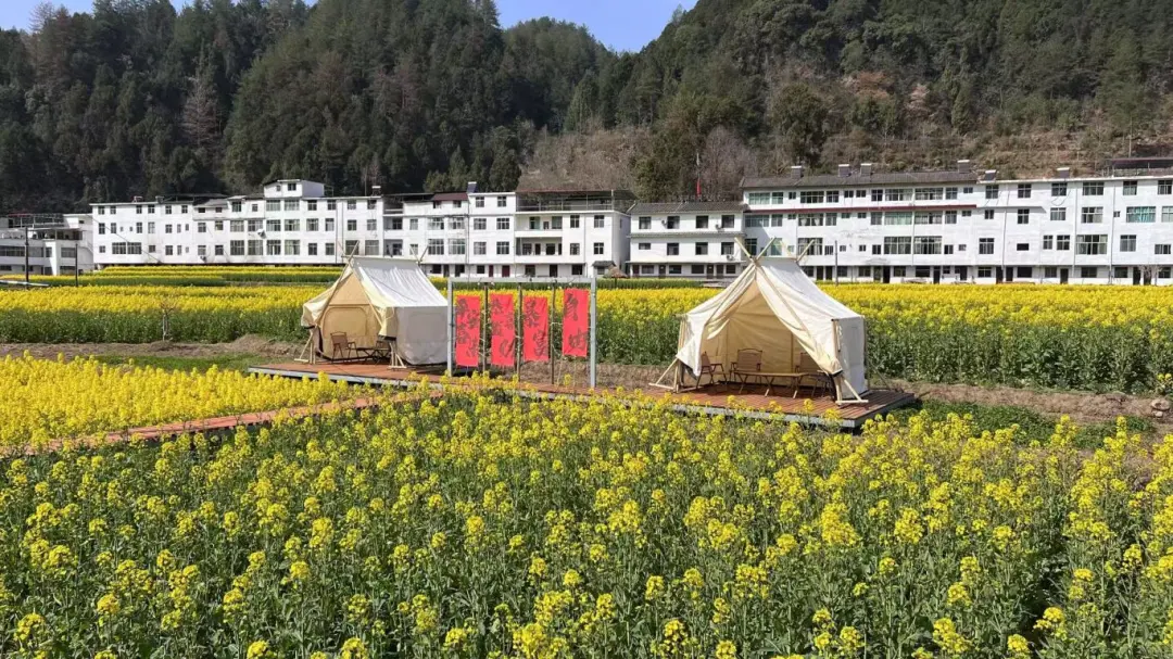 2025漢中鎮(zhèn)巴春日盛宴，解鎖油菜花海文旅新玩法！