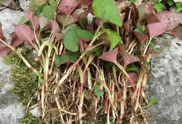 賞春花，吃春菜，把春天“吃進(jìn)肚子”