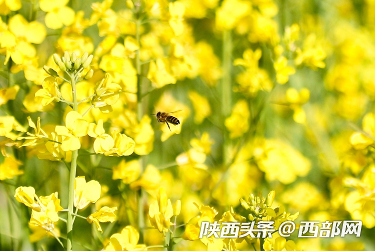 生態(tài)高顏值·發(fā)展高質(zhì)量｜油菜花、牡丹花、黑稻田 漢中洋縣有機(jī)產(chǎn)業(yè)有自己的“三原色”