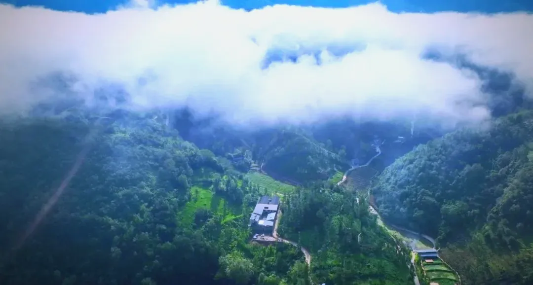 茶旅新地標！楮溪源景區(qū)帶你開啟茶旅融合新體驗！