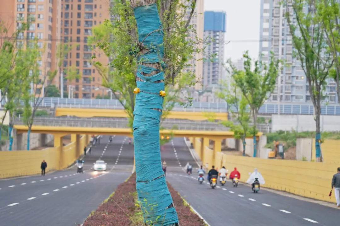 出行方便了！漢中興漢新區(qū)惠府路主車道通車！