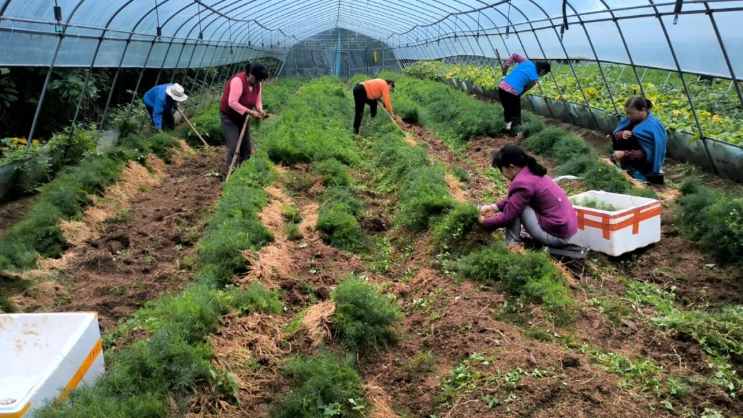 全省中藥材良種繁育基地！漢臺(tái)一企業(yè)入選！