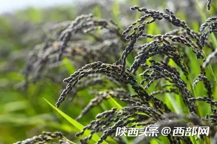 生態(tài)高顏值·發(fā)展高質(zhì)量｜油菜花、牡丹花、黑稻田 漢中洋縣有機(jī)產(chǎn)業(yè)有自己的“三原色”