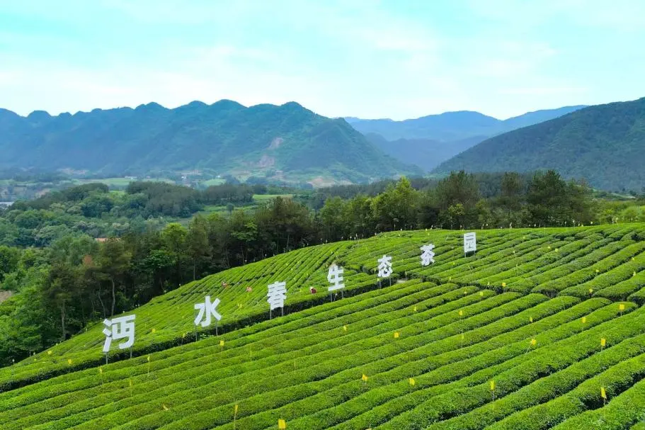 訂單接到手軟！漢中茶界“黑馬”逆襲→