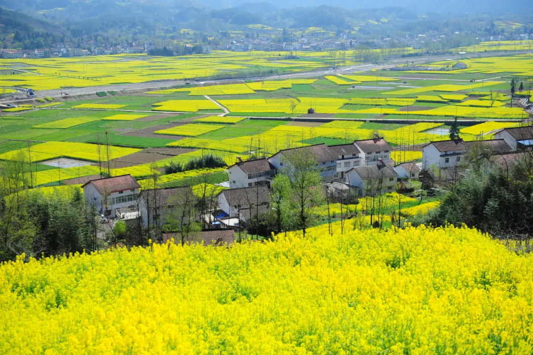 賞花海，觀馬術(shù)！3月，漢中等你！