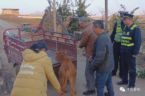 洋縣高速路段闖入一頭小牛犢，路管員及時驅(qū)趕化險