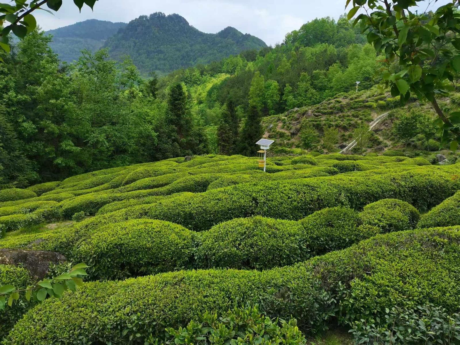 漢中“漢緣紅茶”法人陳紀(jì)發(fā)榮獲國家“制茶大師”稱號