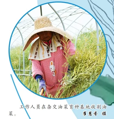 中國油菜的“漢中芯”！探尋背后硬核→