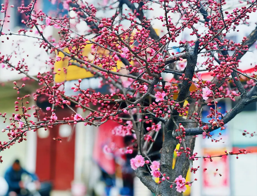 春日預(yù)報！漢臺街頭一大波花卉強勢來襲