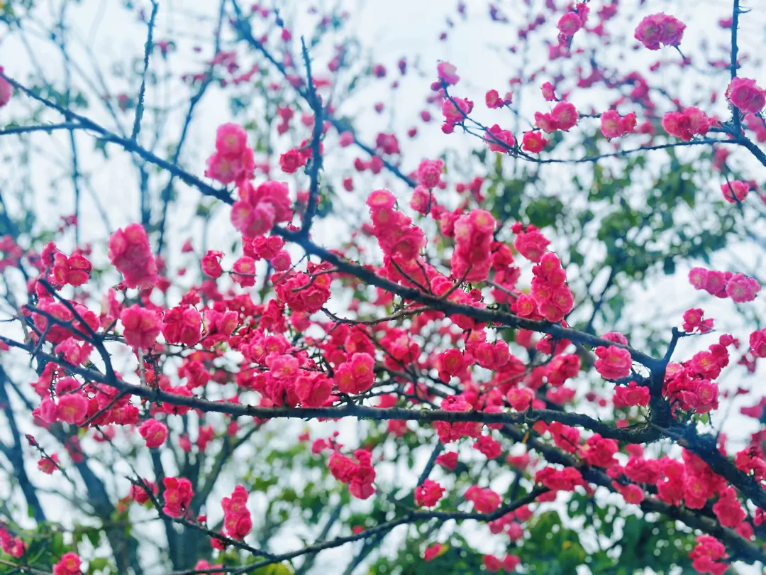 春日預(yù)報！漢臺街頭一大波花卉強勢來襲