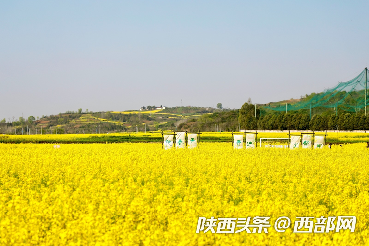 生態(tài)高顏值·發(fā)展高質(zhì)量｜油菜花、牡丹花、黑稻田 漢中洋縣有機(jī)產(chǎn)業(yè)有自己的“三原色”