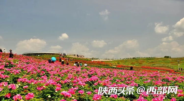 生態(tài)高顏值·發(fā)展高質(zhì)量｜油菜花、牡丹花、黑稻田 漢中洋縣有機(jī)產(chǎn)業(yè)有自己的“三原色”