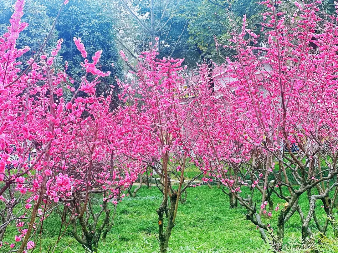春日預(yù)報！漢臺街頭一大波花卉強勢來襲