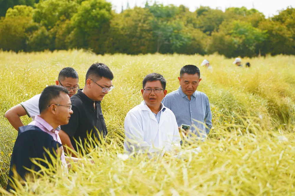 中國油菜的“漢中芯”！探尋背后硬核→