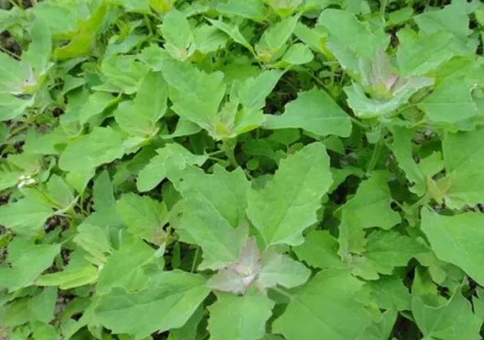 賞春花，吃春菜，把春天“吃進(jìn)肚子”