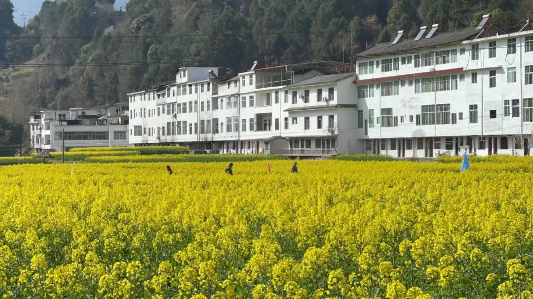 2025漢中鎮(zhèn)巴春日盛宴，解鎖油菜花海文旅新玩法！