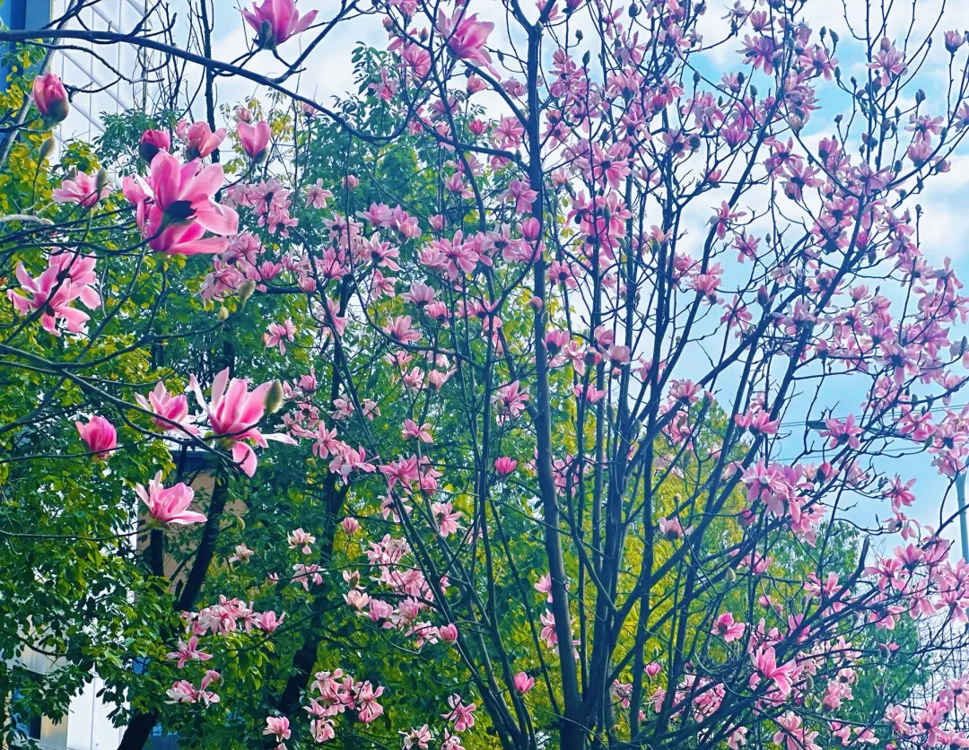 春日預(yù)報！漢臺街頭一大波花卉強勢來襲
