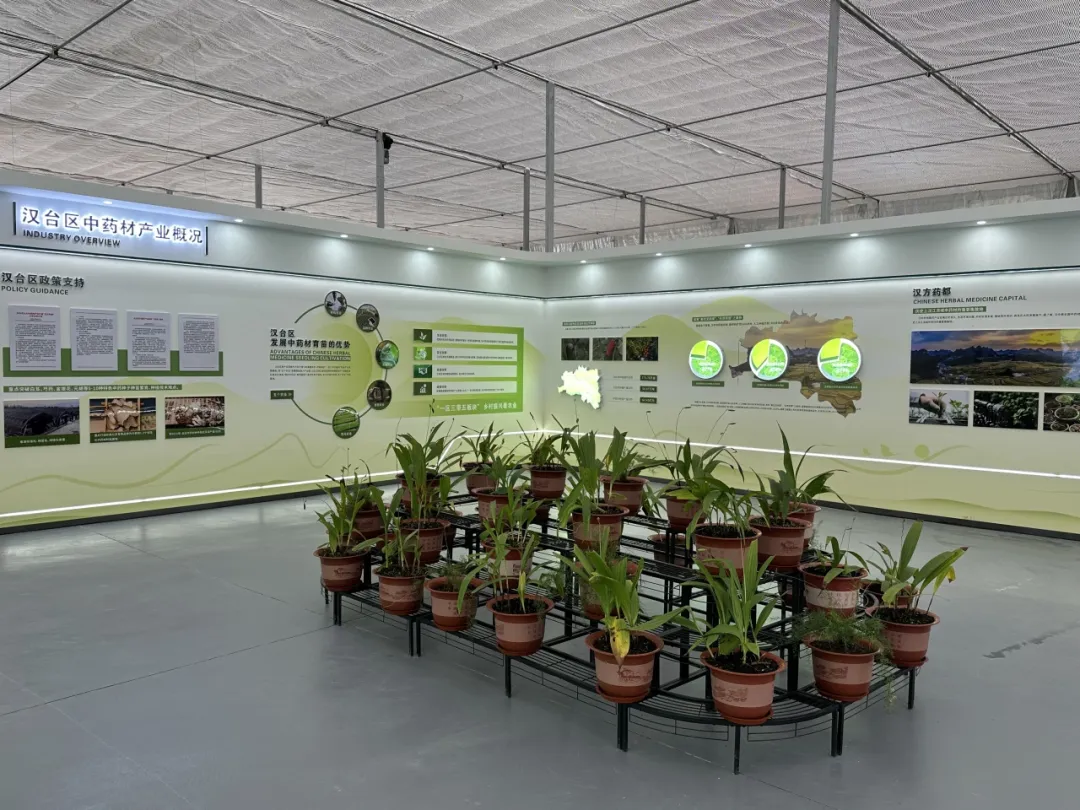 全省中藥材良種繁育基地！漢臺(tái)一企業(yè)入選！