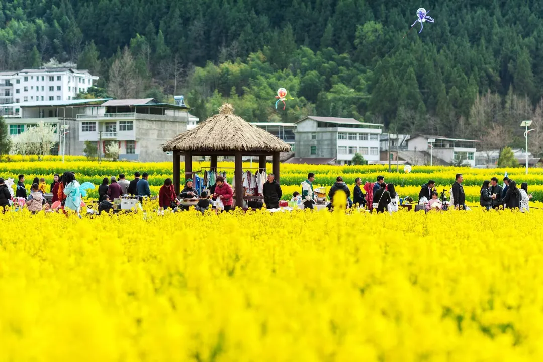 清明打卡黎壩，看《風(fēng)起巴山》，賞限定花海
