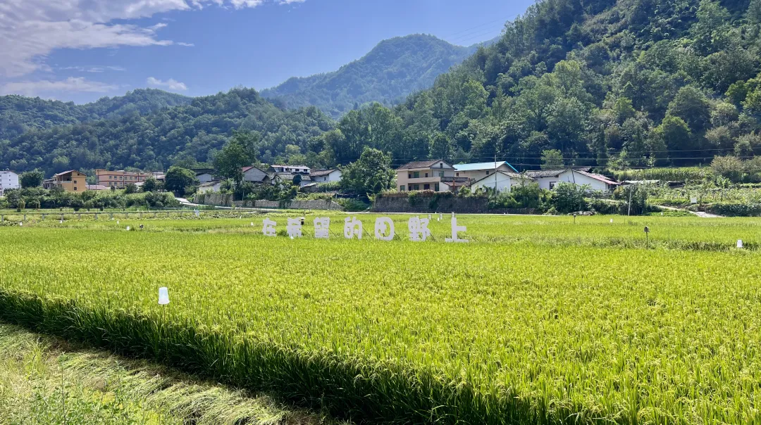 垂釣、逛展、追音樂… 陳家壩稻田音樂季，承包你的周末快樂！