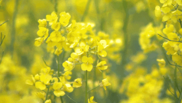 漢臺(tái)油菜花打破常規(guī)，“三色”組合，被驚艷到了！