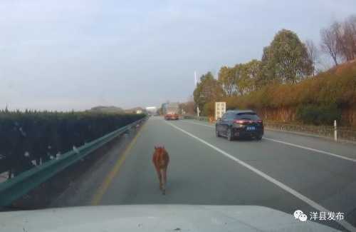 洋縣高速路段闖入一頭小牛犢，路管員及時驅(qū)趕化險