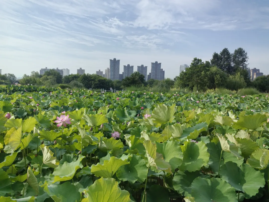 20多家中省媒體聚焦！重點(diǎn)關(guān)注漢中生態(tài)畫(huà)卷→