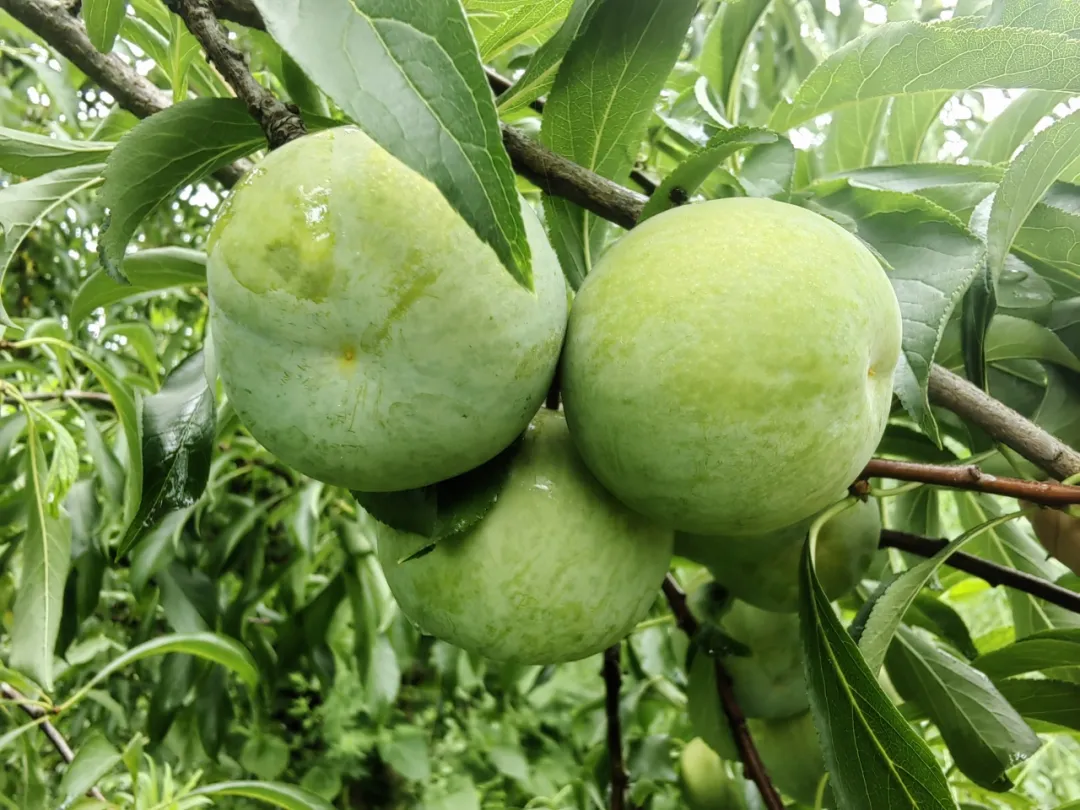 助農促銷 | 又大又甜 漢臺區(qū)漢王鎮(zhèn)紅星村蜂糖李成熟啦！